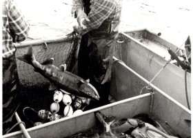 Ahousaht Fisheries Manager, the late Darrell Campbell, hauling in home-use dog (Chum) salmon. 